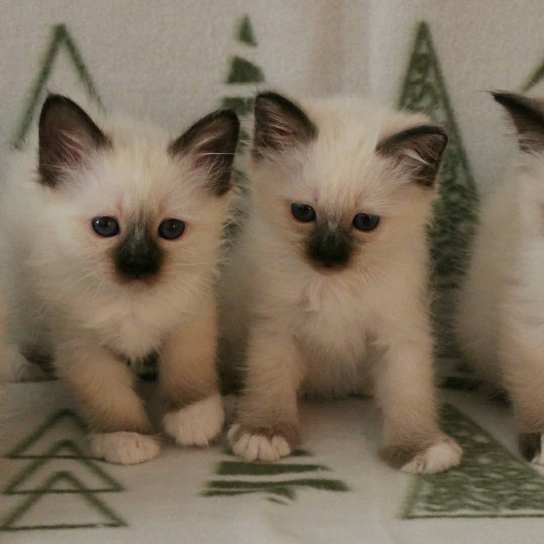 Charming Birman Cross Kittens, Excellent Health, For Sale