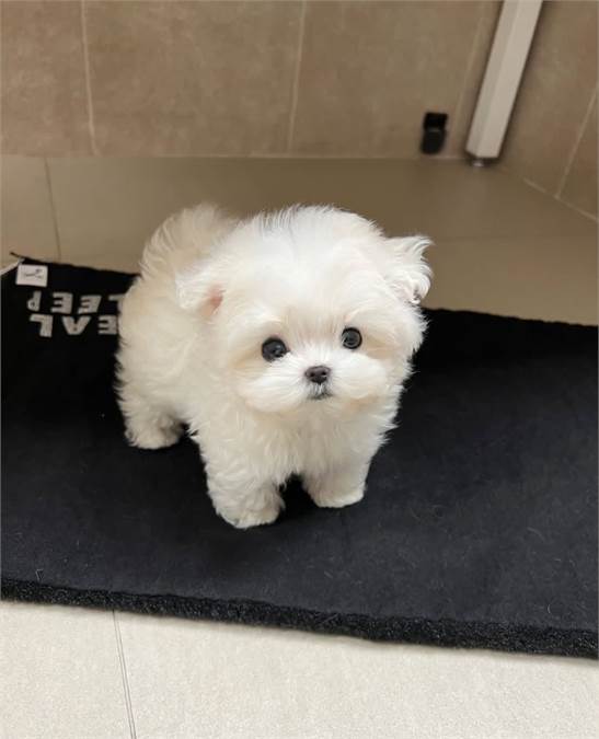 Maltese Puppy Adoption Activity Community Open Now