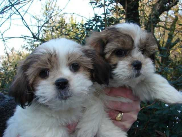 Beautiful Shih Tzu puppies63492679603587110