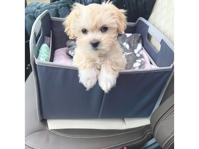 Sweet Maltipoo home raised puppies63492675100803110