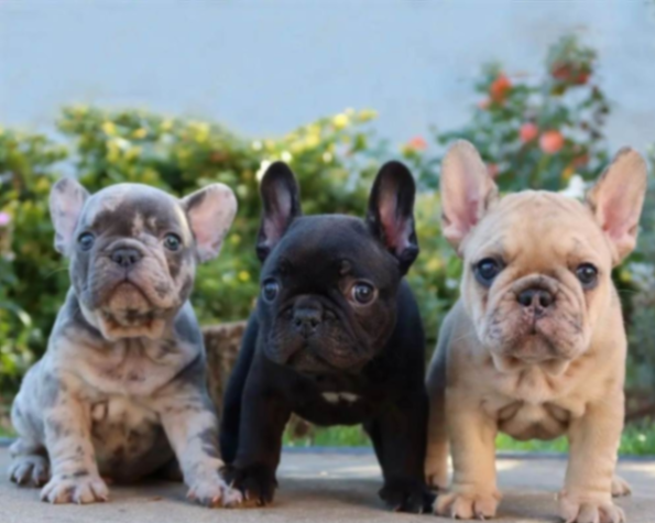 Super French Bulldog puppies for sale63492666493314110