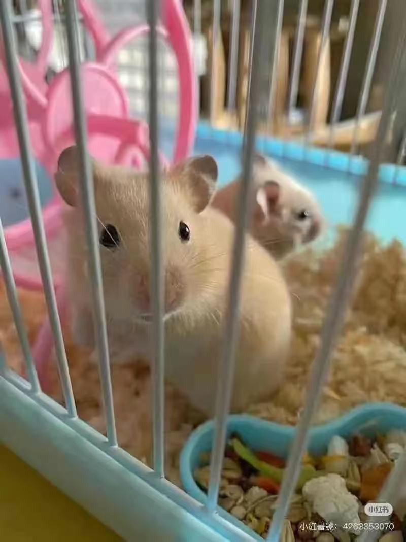 平價出熊仔鼠63235953966211110
