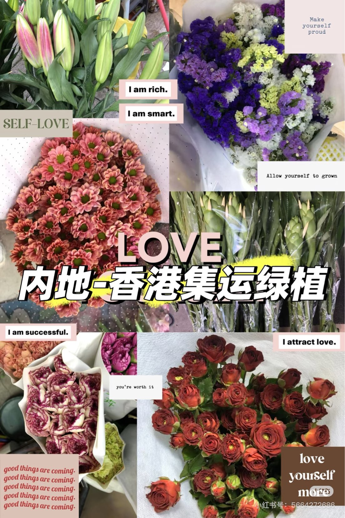 Buy Green Plants Online Even in Hong Kong 🇭🇰63610113797506110