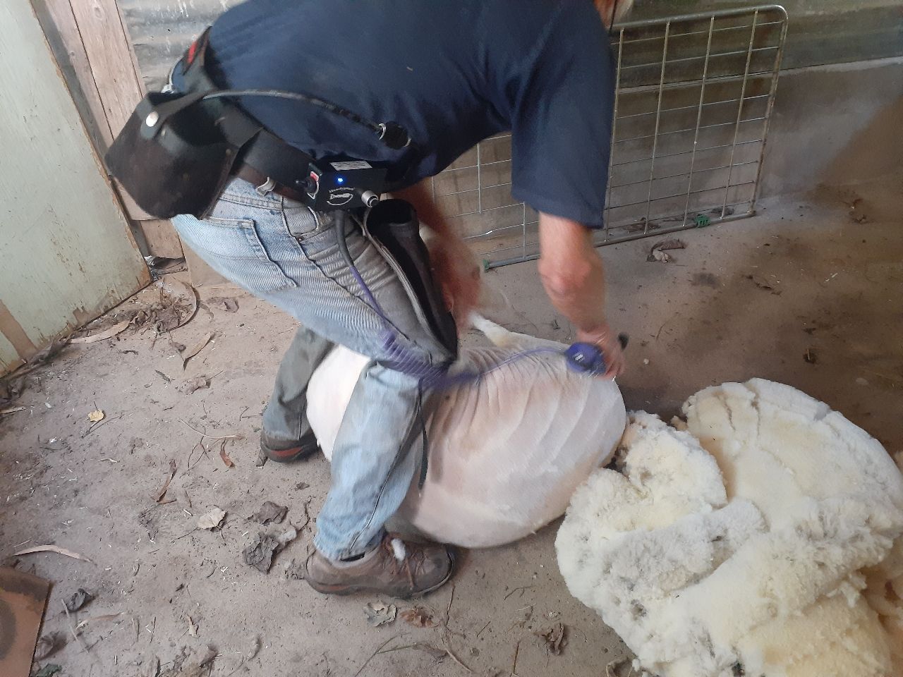 Mobile sheep shearer65293249915266110